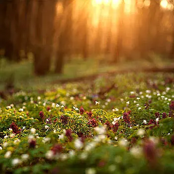 Waldlichtung mit Moos und Sonnenstrahlen