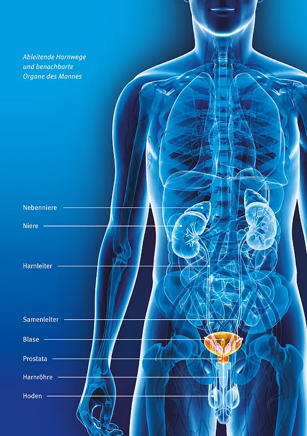 Illustration: Ableitende Harnwege und benachbarte Organe des Mannes